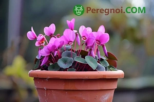Чем опасны весенние заморозки