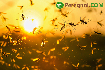 Как избавиться от комаров с помощью натуральных средств