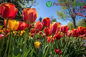 Выращивание флоксов в открытом грунте