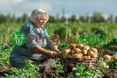 Сено и солома: применение на огороде