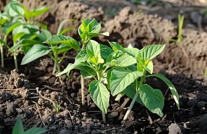 Какие овощные культуры можно посеять в марте