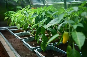 Сроки посева семян овощей и цветов весной