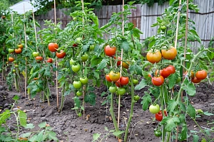 Как помочь томатам прижиться в открытом грунте