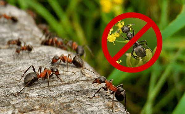 как избавиться от муравьев в саду