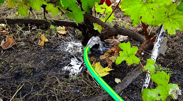 Уход за виноградом осенью: полезные советы