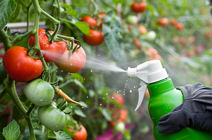 Чем нужно опрыскивать томаты в июне, чтобы сберечь и повысить урожай