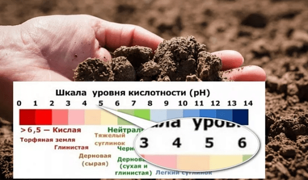 уровень кислотности почвы 