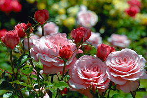 Розы в саду: уход весной