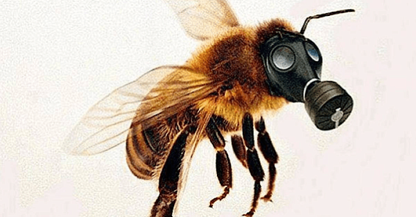 пчелы и химические средства в саду