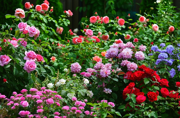 розы в саду с другими цветами
