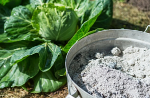 Древесный уголь: преимущества и применение в саду и огороде