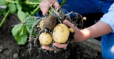 Собираем урожай картофеля