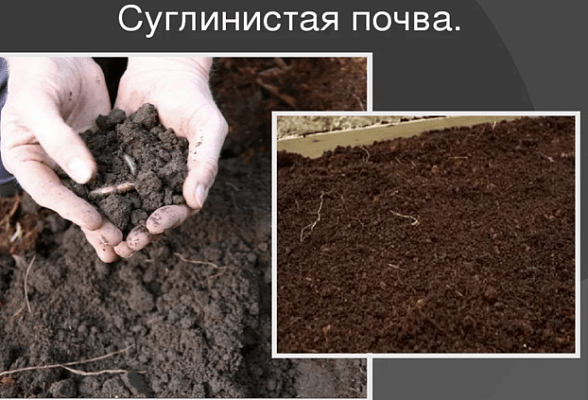 Суглинистая почва