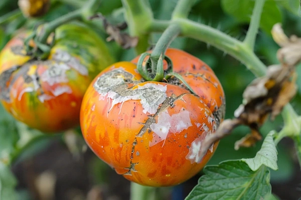 Столбур (фитоплазмоз) томатов