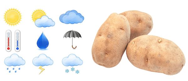 погода для уборки урожая картофеля
