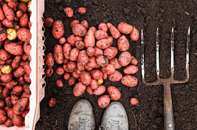 Секреты успешного сбора урожая: правила и оптимальные сроки выкапывания картофеля