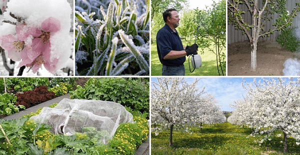 защита растений от весенний заморозков