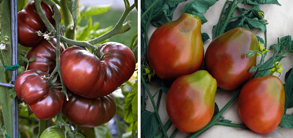 Пятна на томатах – особенность сорта